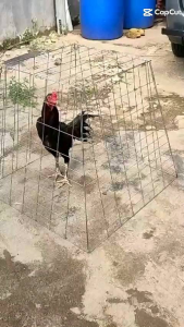 KANDANG/ KURUNGAN AYAM PIRAMID UKURAN 80x70x50 cm