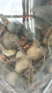 Wader Fish Ikan hias aquarium Aquascape ikan hias air tawar hiasan Aquarium Aquascape