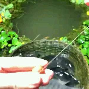 essen ikan nila liar media lumut pelet cacing paling gacor ampuh & jitu dewa 30 ml