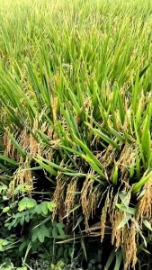 BENIH/BIBIT PADI INPARI 32 SUPER JUMBO 1KG