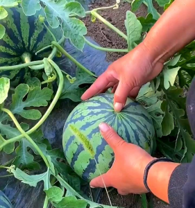 (KEMASAN PREMIUM) BIJI/BENIH SEMANGKA BULAT MERAH IMPORT (isi -+30 butir benih)