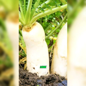 50 BUTIR BIJI BENIH LOBAK PANJANG PUTIH RADISH