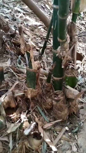 หน่อไม้ถุงเผานึ่ง จิ้มน้ำพริก เกรดA