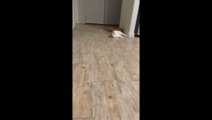 SG Authorize Bitacat Cat Vitamin Kibbles Buy 5 free 50pcs cat treats ULTRACAT ONLY