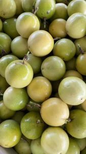 Buy 5kg@RM93 or RM18.60/kg 5kg(75pcs) Panama Rose Golden Passion Fruit 100% Sweet Buah Markisa Emas Panama Rose- Promotion package