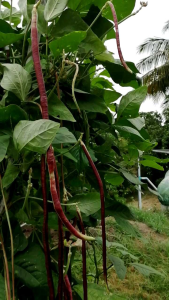 ถั่วฝักยาวสีแดง ถั่วฝักยาวราชินี ( เมล็ดพันธุ์ 1 ชุด 30 เมล็ด) เมล็ดพันธุ์สามารถเก็บทำพันธุ์ปลูกต่อได้