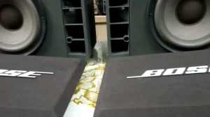 Cặp loa Bose 301 Serie iv hàng Mỹ được sx tại Mexico đẹp keng nguyên zin.