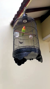 Vitamin Baby Mistis Lovebird | Vitamin LB Balibu | Vit Lovebird Balibu