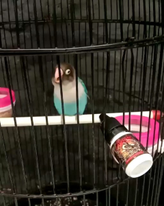 VIT Mistis Love bird | VIT Burung Lovebird Konlset Fighter