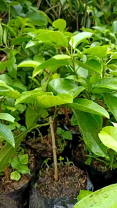 Bibit tanaman cincau hijau perdu