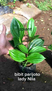 Bibit Tanaman Parijoto - Lady Nilla