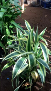 Bibit Sri Rezeki Strip Putih Sudah Berakar