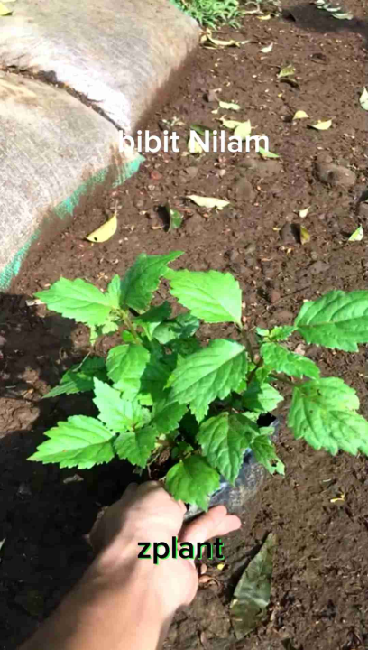 bibit pohon nilam | tanaman herbal | daun bahan campuran minyak wangi
