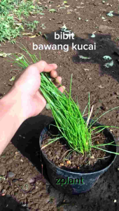 Bibit Bawang Kucai