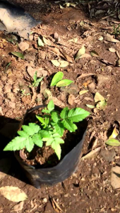 bibit pohon buah raspberry