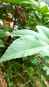 Biji kaliki atau jarak merah paket isi 30