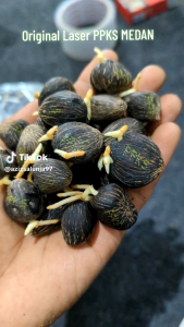 BIBIT BENIH SAWIT PPKS SIMALUNGUN (MEDAN)