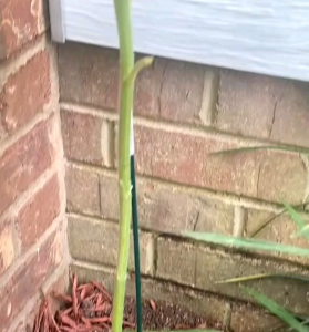 5 BUTIR BIJI/BENIH BUNGA MATAHARI LEMON QUEEN