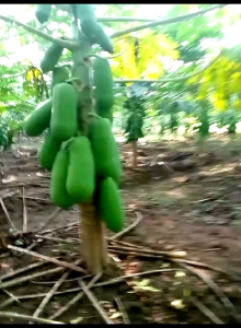 50 GRAM(-+ 2500)BIJI PILIHAN BENIH BIBIT PEPAYA CALIFORNIA UNGGUL POHON PENDEK BERBUAH LEBAT