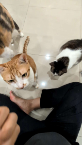 [Pinknose Store] Cat Dog Chicken 🐔 Freeze Dried Chicken Cubes Snacks Training Treats 💯 Pure Protein No Chemicals No Additives