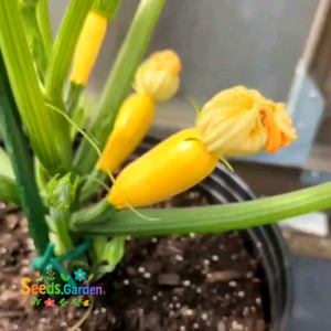 [TERLARIS] BIJI/BENIH ZUCCIHINI PANJANG GOLDEN GLORY