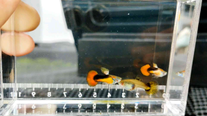 (Import Pair) Red Roundtail Saddleback Guppy (Poecilia reticulata)