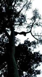 Madu Hutan Tawon Gung grade A 1kg