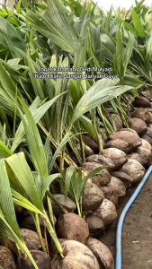 Bibit Kelapa Muda Super🌱Memiliki Tampilan Yang Hampir Sama Dengan Jenis Kelapa Biasa namun ketika kita memotong sedikit serabutnya di bagian pangkalnya kecantikannya akan langsung terlihat.  Kelapa Wulung juga juga memiliki segudang kandungan nutrisi