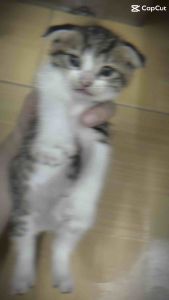 Đồ chơi cho chó mèo chống stress Chuột Tumbler Chuột bông nhiều màu Bóng mài móngbóng chuông chuột trong lòng