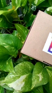 PARFUM MINYAK WANGI BUNDLE PAKET HEMAT 1 BOX ISI 3 BOTOL KEMASAN 30ml by HAIKAL PARFUME