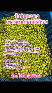#เมล็ดเกษมณีสีทอง #เมล็ดเมเปิลสีทอง เมล็ดสึเขียวแก่จัด แพ้คละ 100 มล็ด ร้านต้นไม้บ้านไม้งามบุรีรัมย์ โทร 0999986198 เมล็ดเกษมณี เมล็ดเกษม - Lazada