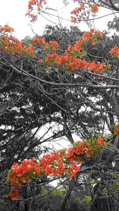 Cover Tenda Dome 4 Orang & Cover Tenda Kap4: Pelapis Tenda Camping ⛺ ⛺ ⛺