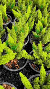 ต้นปริกหางกระรอก หรือ "เฟิร์นหางกระรอก"ไม้ประดับสวน ส่งพร้อมกระถาง