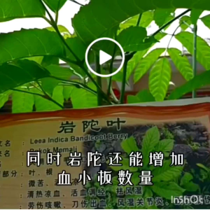 新鮮的岩陀叶/fresh leaves of Leea Indica/Daun segar Memali(100g)