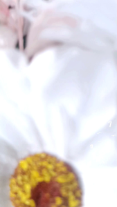 Buket Bunga Palsu Putih Uk. Medium || Buket Ekonomis || Buket Wisuda