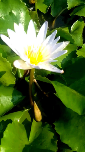 บัวสวยสวย 3ต้นล้าง รากส่ง ชมพู่ ออกดอกดก ทั้งปี กระเป๋าเครื่องมือ บริการเสริมสวยที่น่ารัก