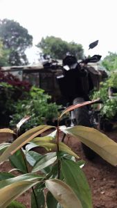 Bibit Pohon Pohon Pelangi rainbow Eucalyptus