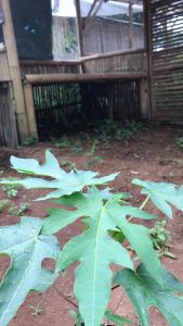 bibit tanaman Pohon buah Pepaya California