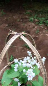 Bibit Bunga Air Mata Pengantin Putih: Stock Siap