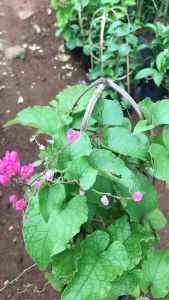 Bibit Tanaman Hias Bunga Air Mata Pengantin Pink Berbunga