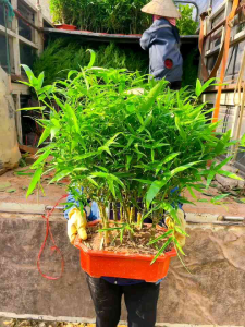 một chậu TRÚC ĐÙI GÀ MINI xanh đẹp như ảnh