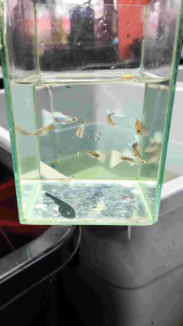 guppy hb white