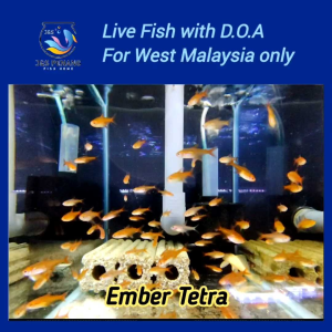 Ember Tetra - J&S Live Fish with D.O.A.