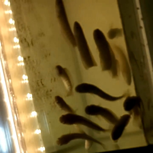 CHANNA ASIATICA KALIMAYA 5 inch