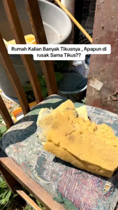 Racun Tikus Mati Kering dan Mouse Rat Killer Tanpa Bau: Solusi Pengendali Tikus Aman