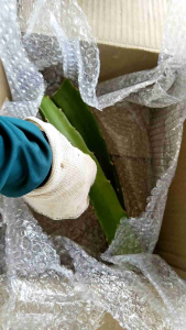 ท่อนพันธ์ุแก้วมังกรสีม่วง-ขาว-เหลือง 1 ท่อน ยาว 20-30 ซม.#แก้วมังกร#แก้วมังกรสีม่วง-ขาว-เหลือง