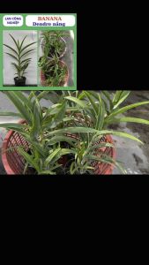 [ có bảo hành ] Lan dendro Banna cây đã trưởng thành hoa lớn đẹp