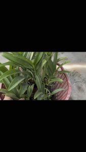 [ có bảo hành ] Lan dendro U Thái  cây đã trưởng thành hoa lớn đẹp