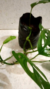 Tanaman Hias Janda Bolong: Tips Merawat Monstera Janda Bolong