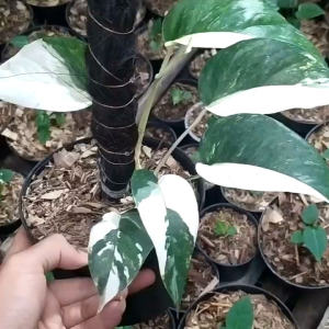 Tanaman Hias Monstera Epipremnum Pinatum Variegata